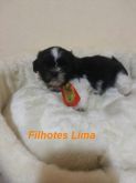 Shih tzu macho branco e preto