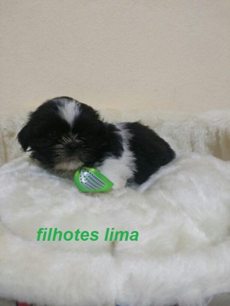Shih tzu macho branco e preto