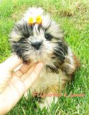 SHIH TZU FÊMEA TRICOLOR PEDIGREE
