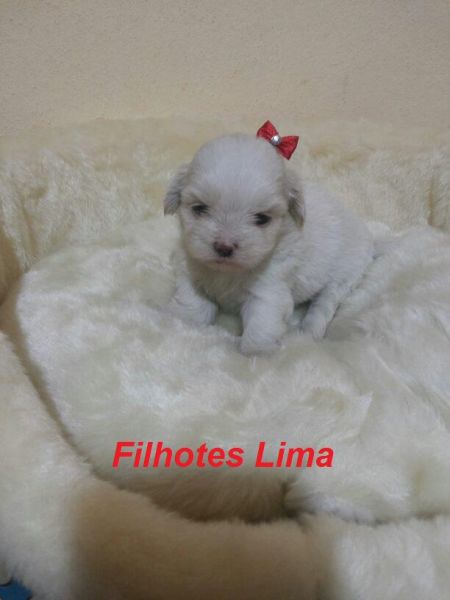 lhasa femea branca