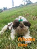Femea de shih tzu branca e chocolate