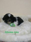 Shih tzu macho branco e preto
