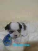 macho lhasa apso branco e dourado