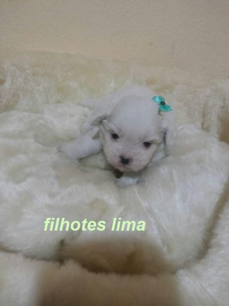 lhasa apso femea branca