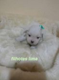lhasa apso femea branca