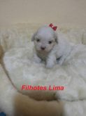 lhasa femea branca