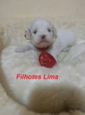 lhasa apso macho branco