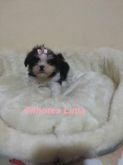 shih tzu femea branca e preta