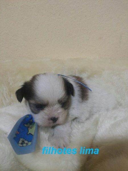 macho lhasa apso branco e dourado