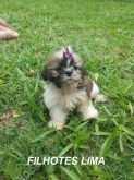 Femea de shih tzu branca e dourado