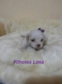Lhasa apso femea