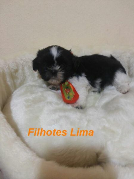 Shih tzu macho branco e preto