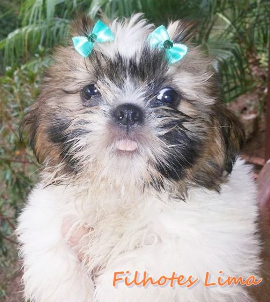 SHIH TZU FÊMEA BRANCA E DOURADA PEDIGREE
