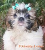 SHIH TZU FÊMEA BRANCA E DOURADA PEDIGREE