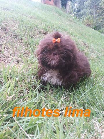 shih tzu femea chocolate sólida