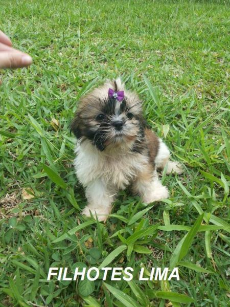 Femea de shih tzu branca e dourado